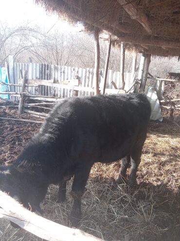 Inəklər, öküzlər: Erkək, il: 1, 360 kq, Damazlıq, Ünvandan götürmə — 2