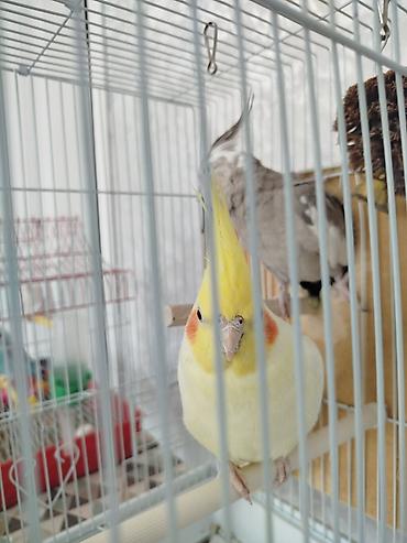 Птицы: Продам попугаевкореллы,самка и самец.Без клетки. Они не пара — 1