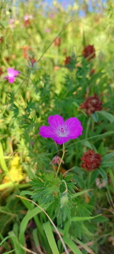 Bal: Müalicəvi Göyçay qaratikan balı 100% tam təbii baldır. Süzülmə bal — 16
