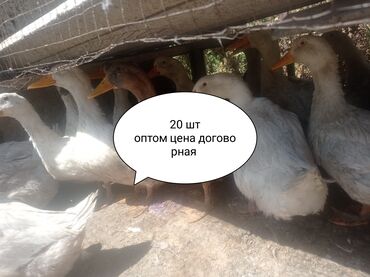 ремонт диваны: Бройлер :, 3 кг