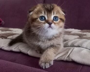 британская короткошерстная кошка золотая шиншилла: Золотая шиншилла!Шотландская девочка фолд,проглистована,к лотку