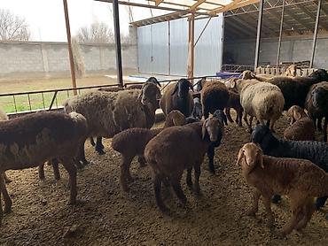 Баран, овца: Продаю | Овца (самка) | Для разведения | Матка — 9