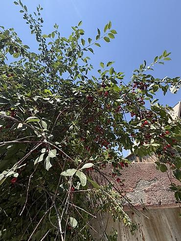 Продажа дачи: 3 комнаты, 60 м², 5 соток, Электричество, Холодная вода — 8