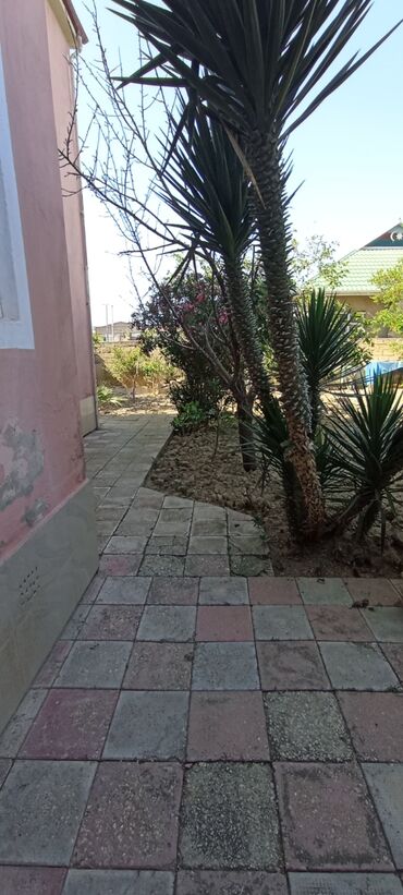 Həyət evləri və villaların satışı: Salam Allah alanda satanada xeyrini versin. 2 mertebe ev satılır.! -da lalafo.az — 4 Həyət evləri və villaların satışı: Salam Allah alanda satanada xeyrini versin. 2 mertebe ev satılır.! — 4