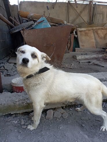 собака долматинец: В связи с переездом отдам домашнюю собаку.очень верный и чуткий пёс
