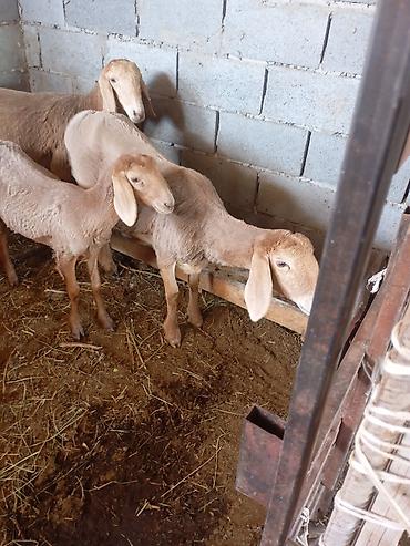 Сатам | Ургаачы кой (ургаачы) | Көбөйтүү үчүн | Асыл тукумдуу lalafo.kg да Сатам | Ургаачы кой (ургаачы) | Көбөйтүү үчүн | Асыл тукумдуу