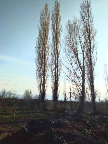 Спил деревьев, заготовка дров: Продаю тополя,цена договорная
Новопокровка
Только звонить