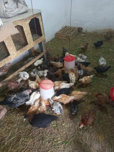С/х животные и товары: Продаю домашний цыплятыпривытые