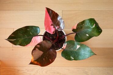 Otaq bitkiləri: Pink Princess Philodendron . Tailand sortu. Kolleksiya gülü