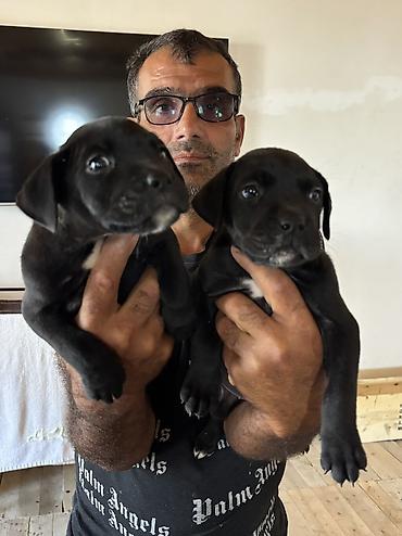 İtlər: Kane-Korso, 1 ay, Dişi — 3