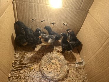 Digər quşlar: Avstrolorp temiz qan 4 gunluk cuceler satilir az sayda qalib bir eded