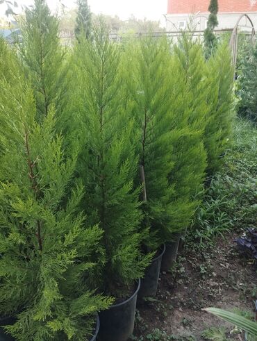 Çöl bitkiləri: Gümüşü-boz rəngli yarpaqları olan bu evkalipt bitkiləri bağlarda və ya -da lalafo.az — 10 Çöl bitkiləri: Gümüşü-boz rəngli yarpaqları olan bu evkalipt bitkiləri bağlarda və ya — 10