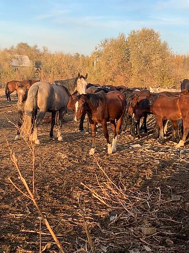 Лошади, кони: Продаю | Кобыла (самка), Конь (самец), Жеребец | Полукровка, Дончак | На забой, Рабочий, Конный спорт | Племенные — 4