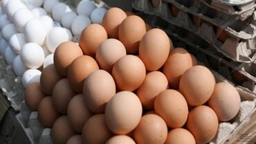 яйца оптом сокулук в Кыргызстан | Сүт азыктары жана жумурткалар: Яйца куриные ОПТОМ