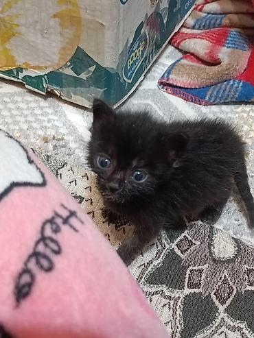 новорождённые котята: Кошка даром: Беспородная, 1 месяц, Мальчик, Приучена к лотку — 3
