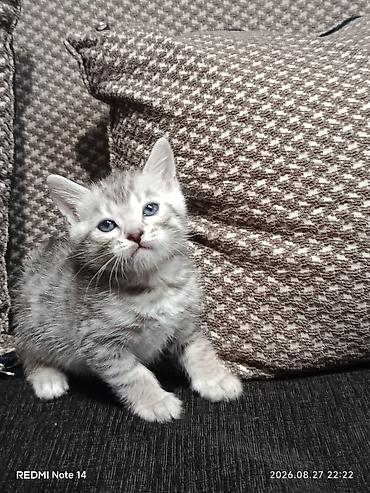 Животные: Котёнок 1месяц, отец Бенгальский мать Шатланка серебристого окраса с — 1