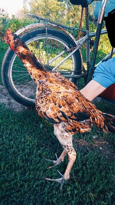 бее сатылат: Продаю петуха 🦅Тахапей редкой масти приехал из Узбекистана вес на