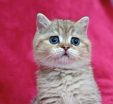 мраморный вислоухий кот: Продается шотландский котенок Скоттиш Страйт Мальчишка Дата