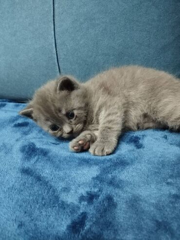 Продажа кошек: Британская короткошёрстная, 1 месяц, Мальчик, Голубой, Метис, Приучена к лотку — 7