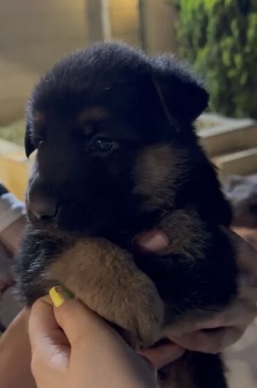 alman çoban köpeği: Немецкая овчарка, 1 месяц, Самка