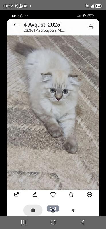 pişik yuvası qiyməti: Şotland yastı qulaq — 4