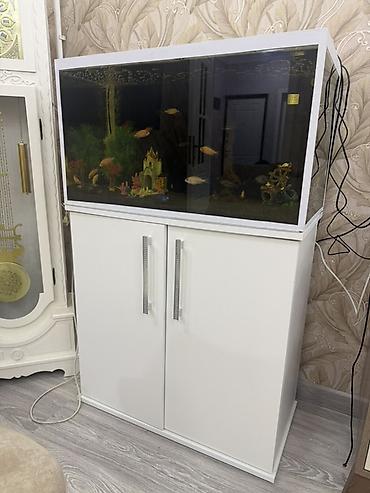 akvaryum dirnaq: Akvarium-şkaf, Boş, 150 l, Ünvandan götürmə — 1