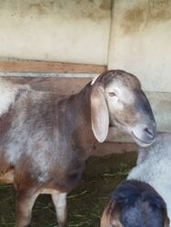 в связи с переездом отдам попугая жако в добрые руки: Сатам | Ургаачы кой (ургаачы) | Арашан | Көбөйтүү үчүн | Ургаачы