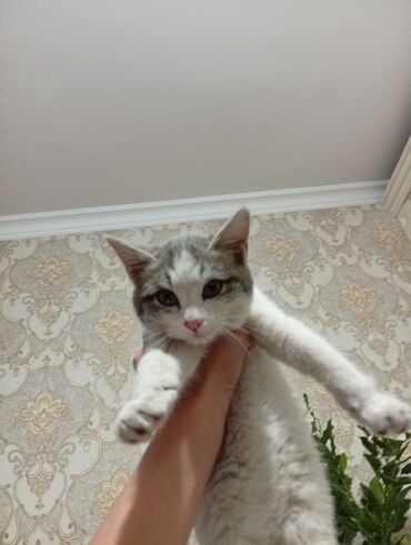 американская жесткошёрстная кошка цена: Котёнок в добрые руки. Нашли на улицу ночью под дождем Котёнок, окрас