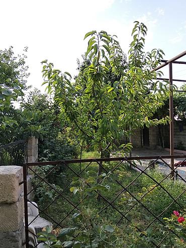 bitki satisi: Salam bag satilir Bakı Sumqayıt yolunun kənari 5 sotdan ibarətdi hər — 3