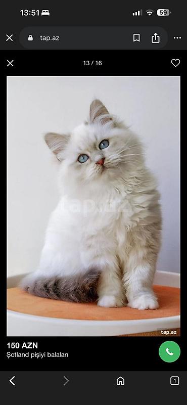 Pişiklər: Britan — 3