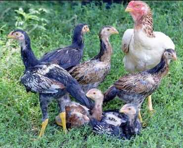 toyuq cuce satişi: Куриные цыплята, Для разведения