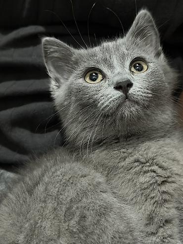 Животные: Британский короткошёрстный котёнок, окрас голубой (однотонный серый) — 1