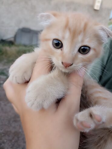 шотландская прямоухая кошка цена: Скотиш Фолд (Шотландиялык шалпаң кулак), 1 айлык, Эркек, Кызгыл сары, Лотокко барууга үйрөтүлгөн