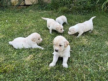 Retriever
