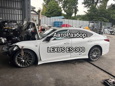купить саженцы павловнии в бишкеке: Эшик Комплект Lexus, Колдонулган, Оригинал