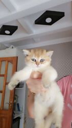 Pişiklər: Britan yastı qulaq, Erkək, Dişi, Yaxşı əllərə, Ünvandan götürmə, Ödənişli çatdırılma, Rayonlara çatdırılma — 7