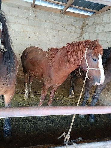 Лошади, кони: Продаю | Жеребец | Рабочий — 10