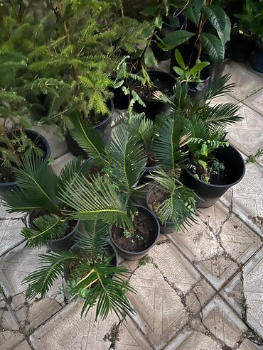 Ağaclar: Bağ bitkiləri – dekorativ ağac və kol sortları - Tulpan Maqnoliya — 8