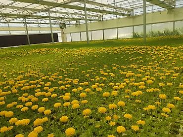 flowers: Рассада однолетних декоративных культур из теплицы - Бархатцы — 3