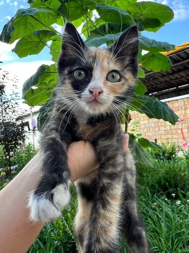 британские коты: Котенок ищет дом Нашли котенка на парковке кафе Гаваи-метался под