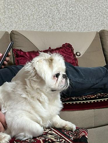 pekin ördeği: Pekines, 4 il, Erkək, Cütləşmə üçün, Ödənişli çatdırılma — 2