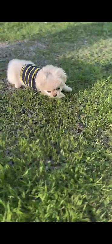 disi alabay: Pekines, 5 ay, Dişi, Peyvəndli — 1