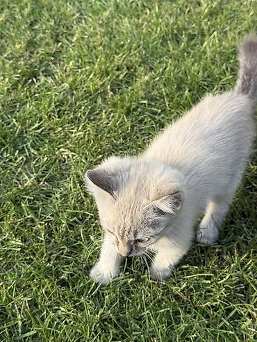 котят купить: Котята Отдам даром в хорошие руки ! Описание: - Две очаровательные — 2