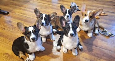 İtlər: Korgi, 2 ay, Erkek, Sənədli, Pulsuz çatdırılma — 10