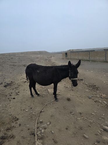 Eşşəklər: 4 erkək 2 dişi eşək satılır ən böyünün yaşı 4-dü qiyməti 550 manatdır — 1