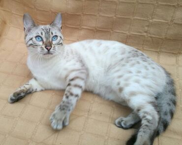 Отопление: Бенгал снежного окраса кот 5 месяцев не кастрирован