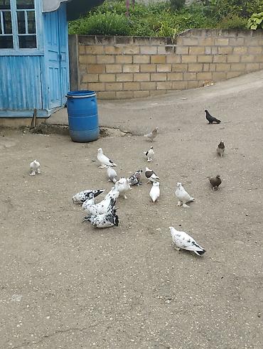 göyərçin satılır: Salamaleykum Allah hamının malına bərəkət versin gördüyünüz — 2