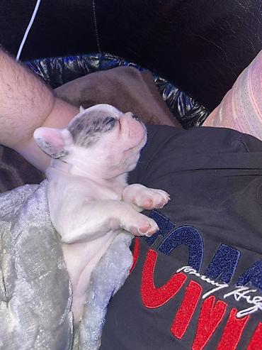 kucne kosnice: Francuski bulldog štene, jedinstven merle šare. Kompaktno, snažno — 3