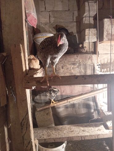 Cücələr: Toyuq cücələri, Ətlik — 10