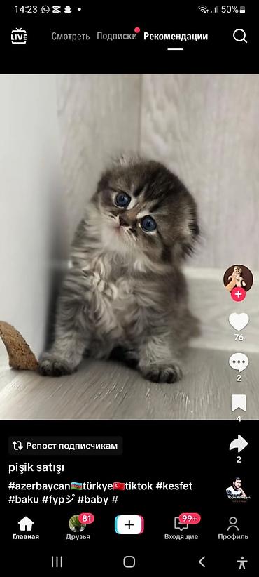 Pişiklər: Britan — 8